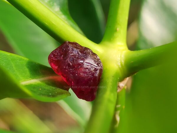 Natural Ruby & Green Sapphire Rough Stones